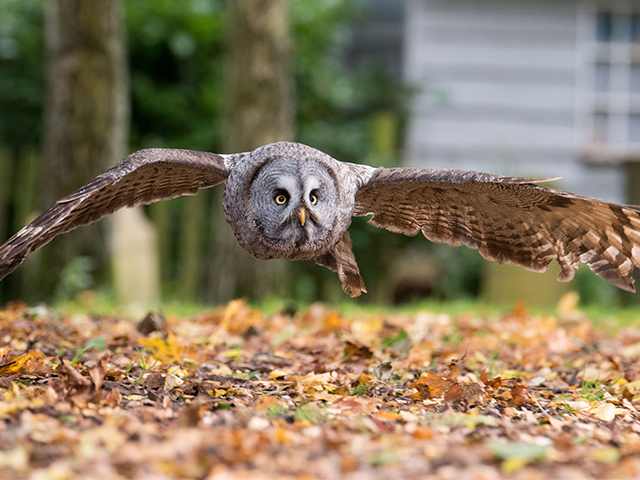 Birds of prey photography training & experience day at the Andover Hawk Conservancy